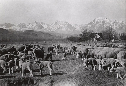 schober sheep